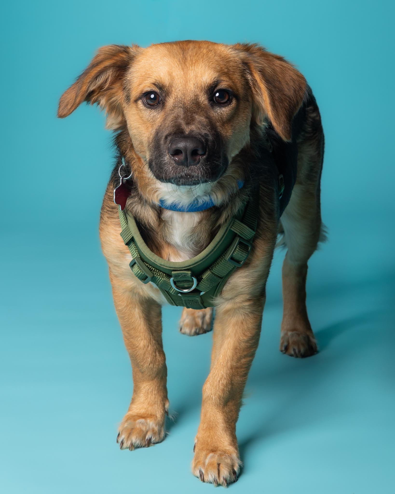 Enlarge Briar, a Adoptable mixed breed in Pflugerville, TX image 3/4
