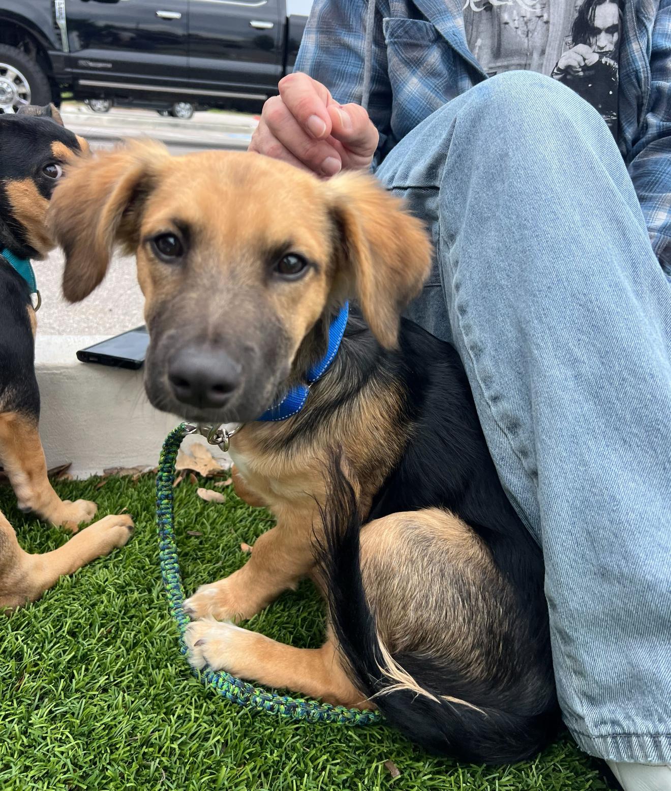 Enlarge Briar, a Adoptable mixed breed in Pflugerville, TX image 4/4