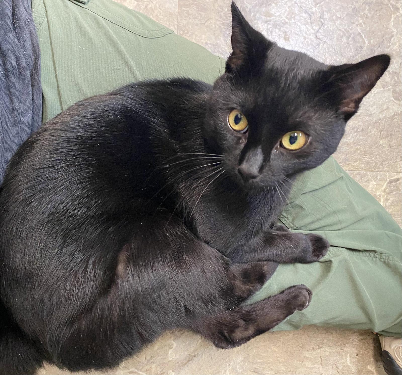 Thackery Binx, Adoptable, Adult Male Domestic Short Hair.