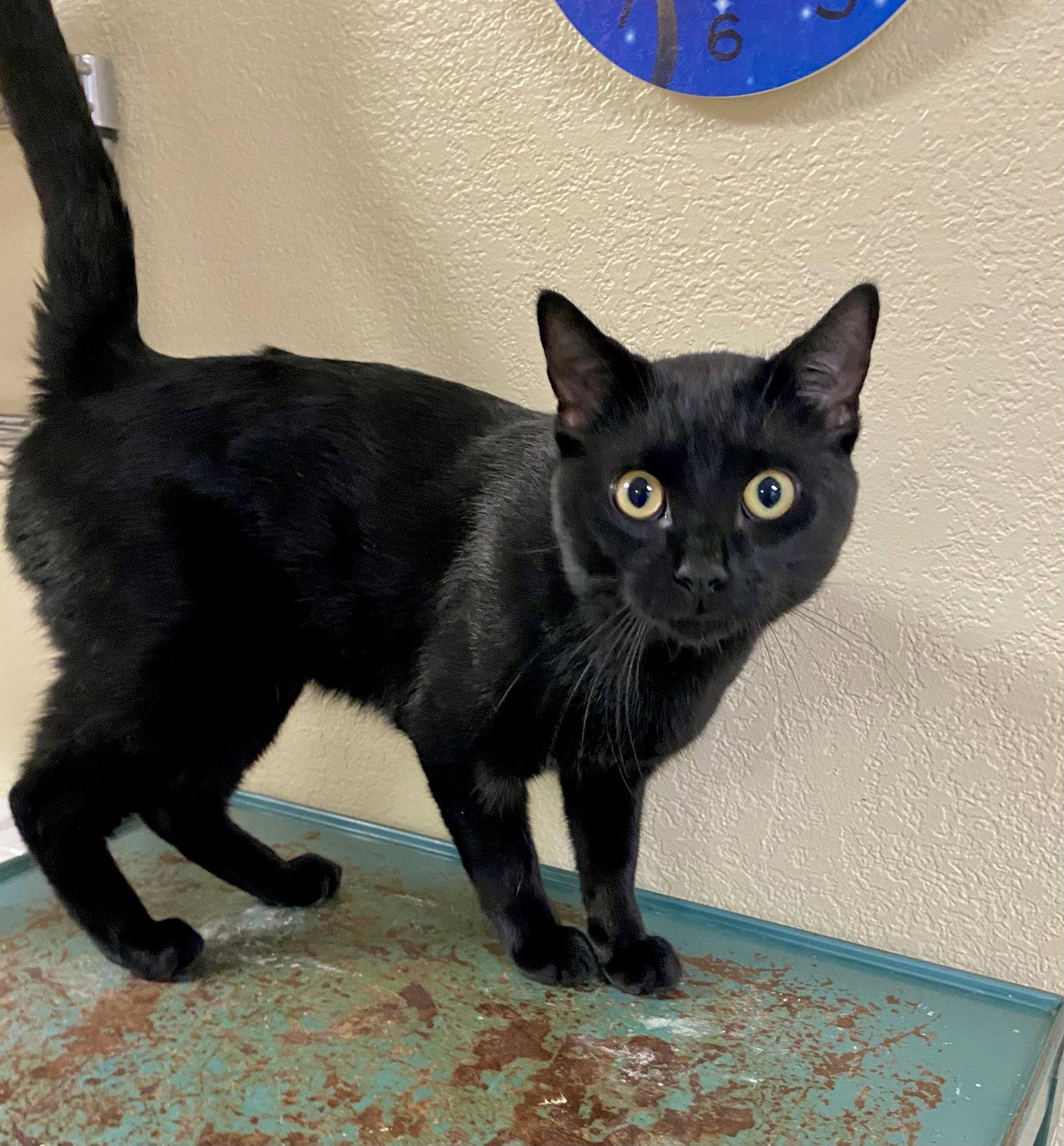 Enlarge Thackery Binx, a Adoptable Domestic Short Hair in Fargo, ND image 2/2