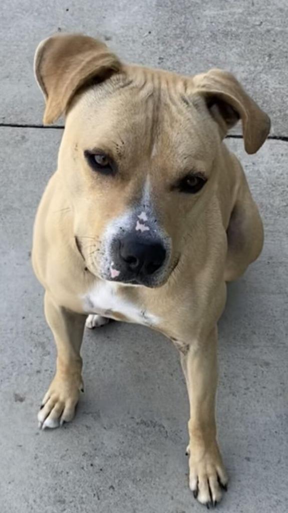 Enlarge Leo, a Adoptable Pit Bull Terrier in Blountville, TN image 1/6