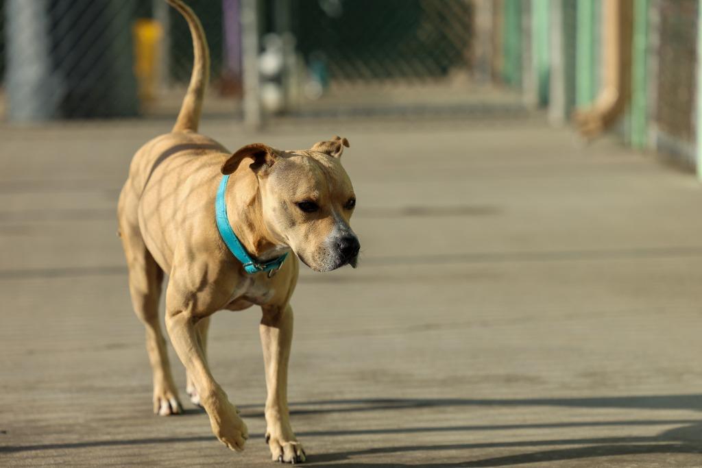 Leo, Adoptable, Adult Male Pit Bull Terrier.