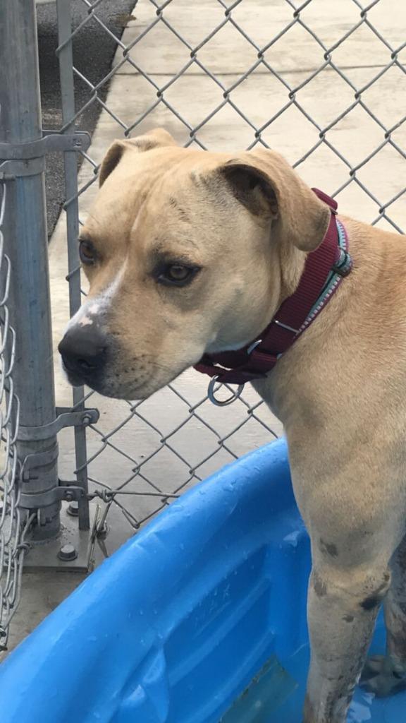 Leo, a Adoptable Pit Bull Terrier in Blountville, TN image 2/6