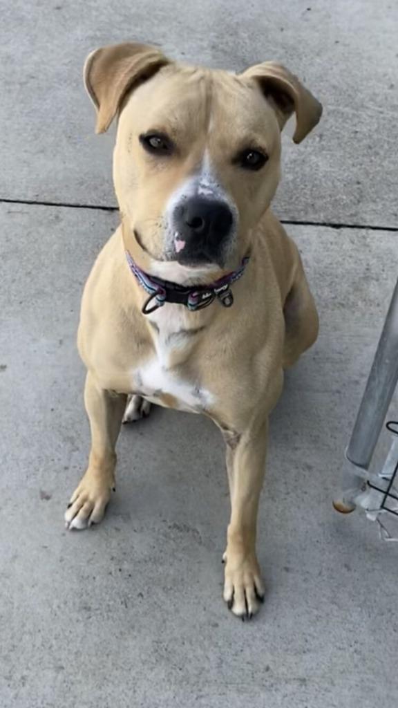 Enlarge Leo, a Adoptable Pit Bull Terrier in Blountville, TN image 4/6