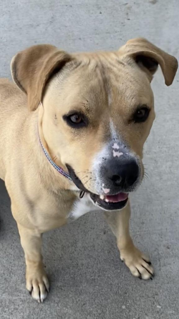 Enlarge Leo, a Adoptable Pit Bull Terrier in Blountville, TN image 5/6