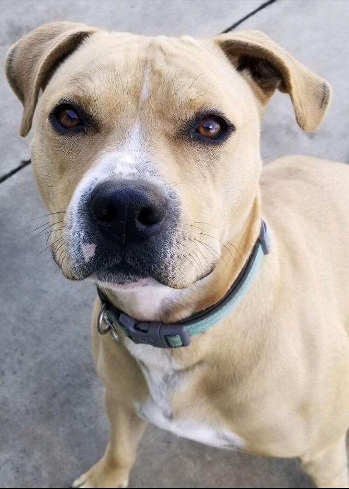Leo, a Adoptable Pit Bull Terrier in Blountville, TN image 6/6