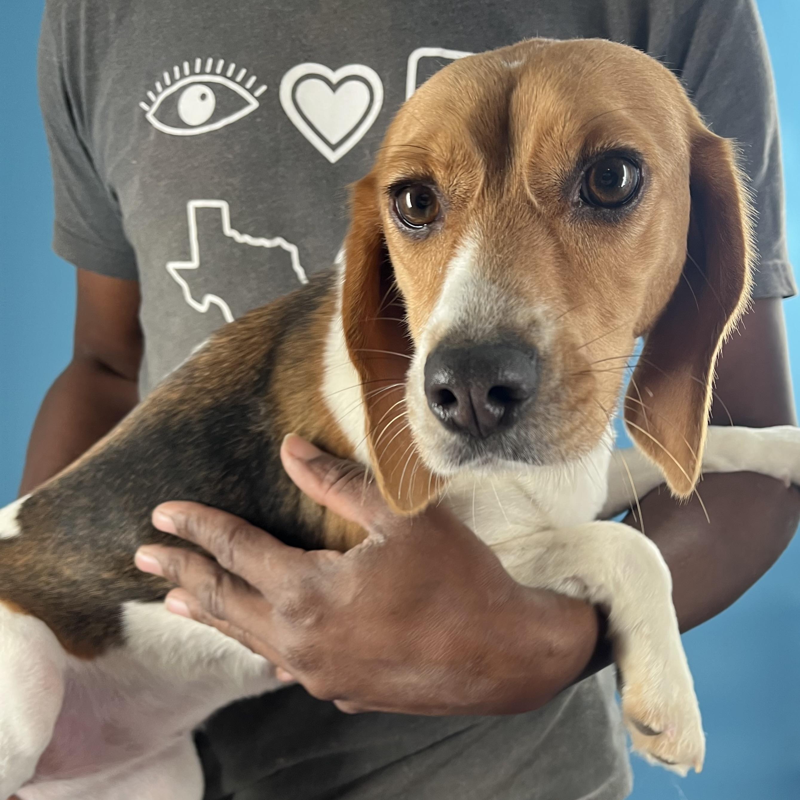 Remy - Local March 13-15, adopted, Young Female Beagle.