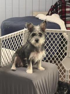 Oakley Swann, Adopted, Adult Female Schnauzer.