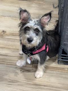 Oakley Swann, a Adopted Schnauzer in Alpharetta, GA image 2/2