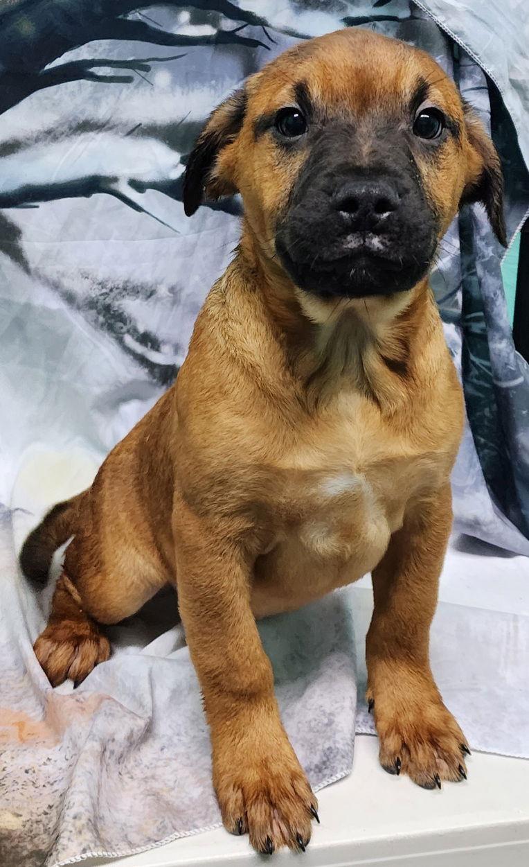 252054  Roscoe, Adopted, Puppy Male Pit Bull Terrier.