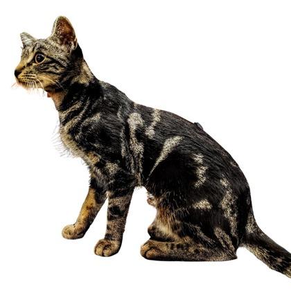 Mayhem, Adoptable, Young Female Domestic Short Hair & Domestic Short Hair.