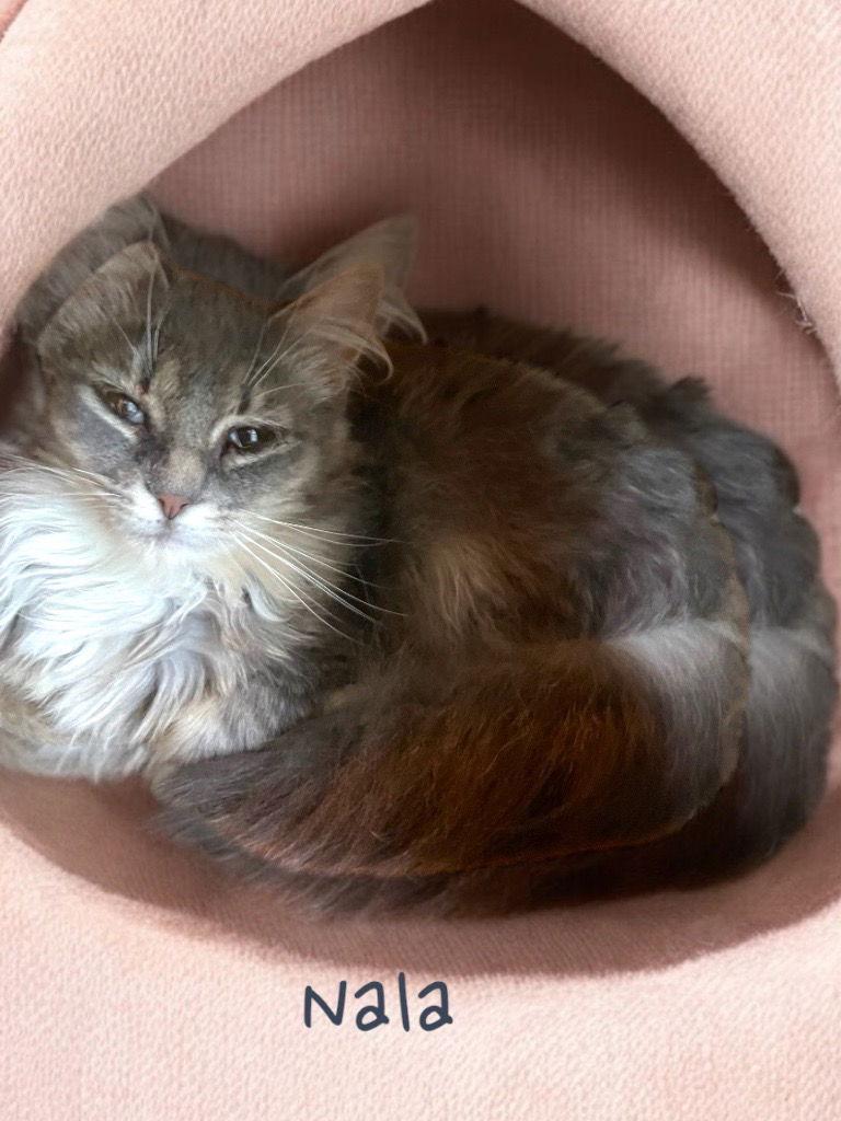 Enlarge Nala, a Adoptable Domestic Medium Hair in Cromwell, KY image 1/1