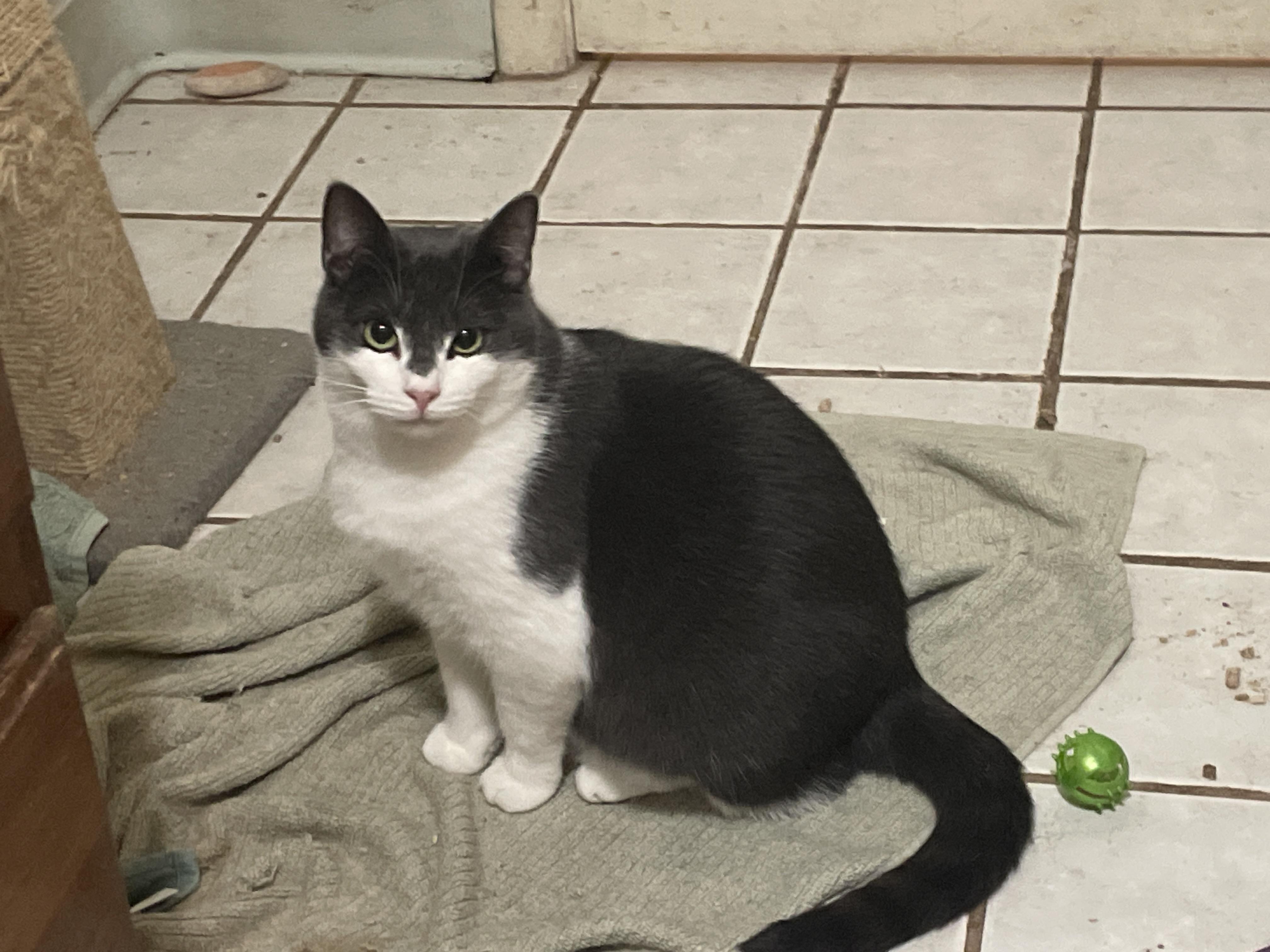Enlarge Riley, a Adoptable Domestic Short Hair in Troy, NY image 1/1