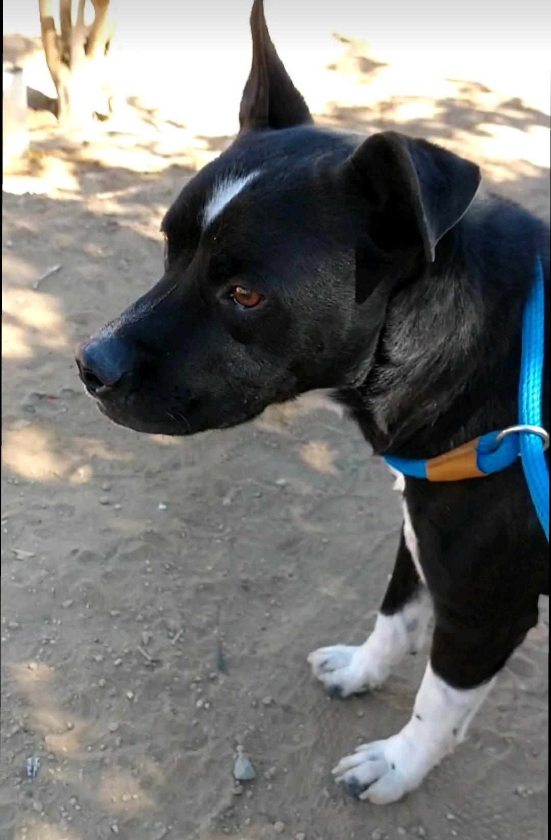 Denzel-foster home, a Adoptable mixed breed in Apple Valley, CA image 1/3
