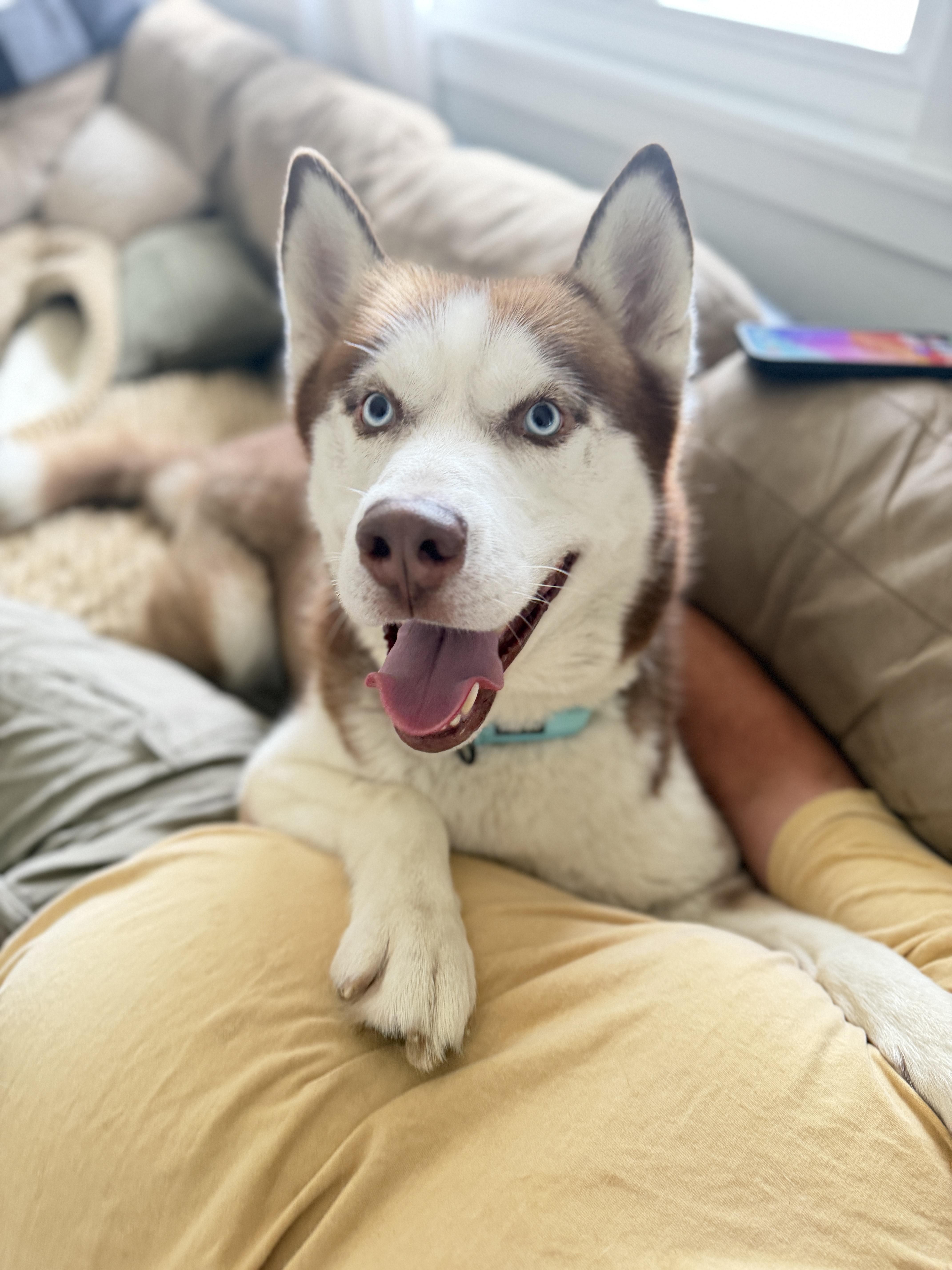Enlarge Atlas, a Adopted Siberian Husky in La Motte, IA image 1/5