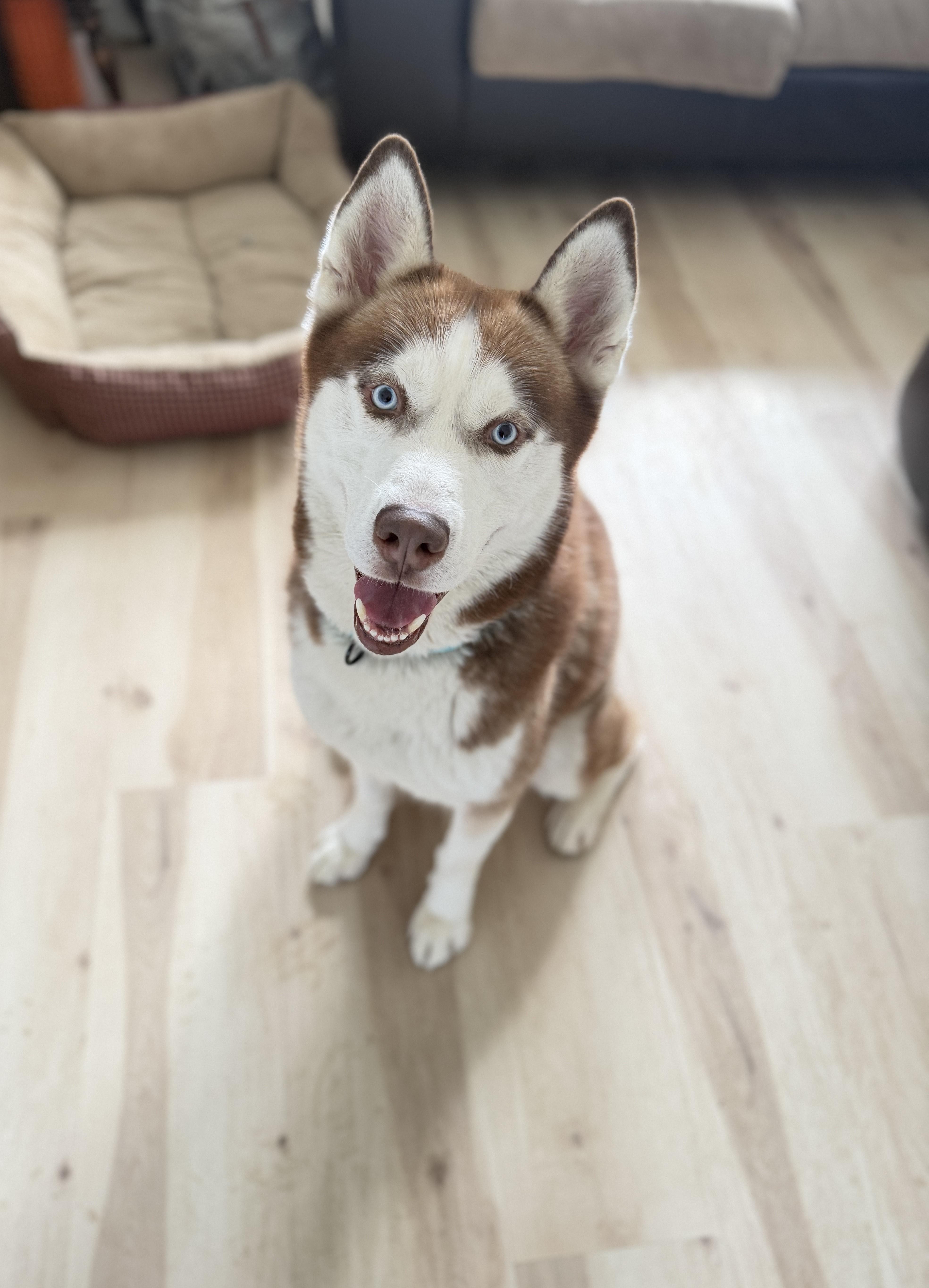 Enlarge Atlas, a Adopted Siberian Husky in La Motte, IA image 3/5