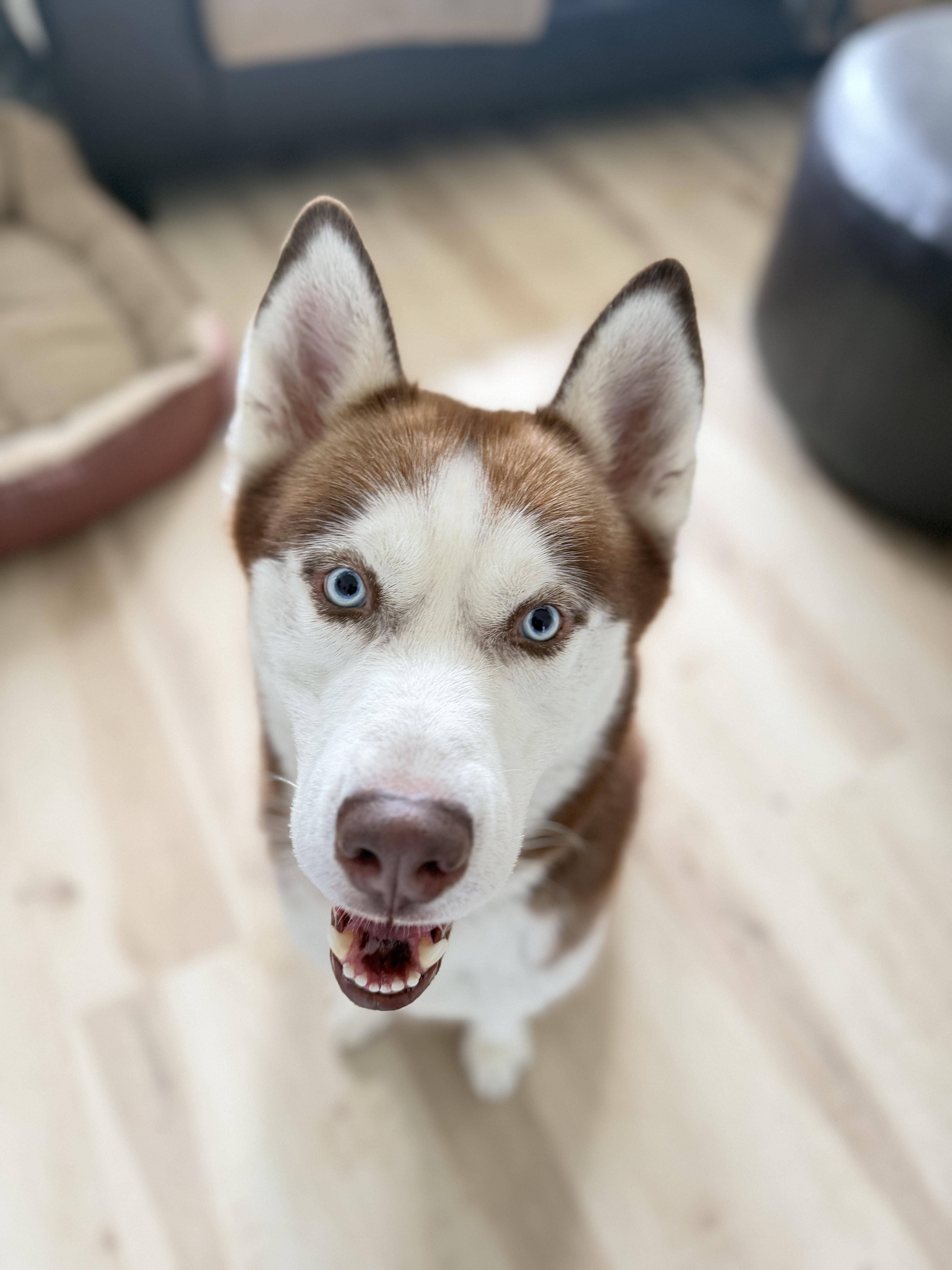 Enlarge Atlas, a Adopted Siberian Husky in La Motte, IA image 4/5