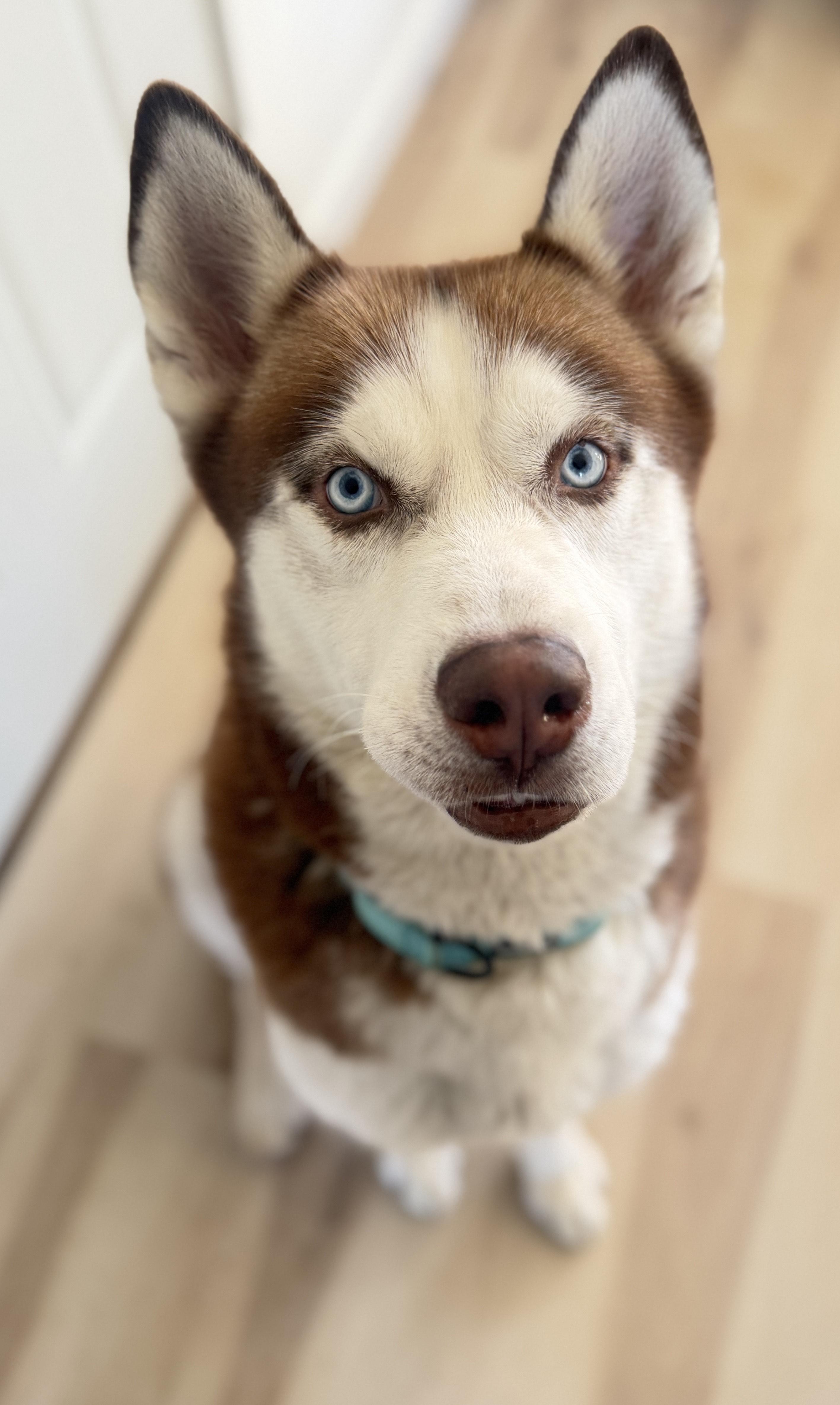 Enlarge Atlas, a Adopted Siberian Husky in La Motte, IA image 5/5