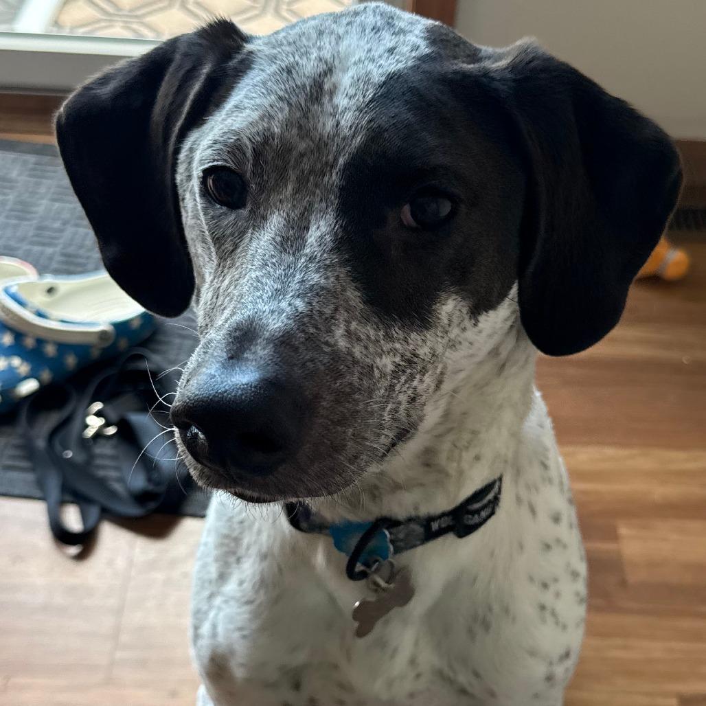 Walter, Adoptable, Adult Male Bluetick Coonhound & Mixed Breed.