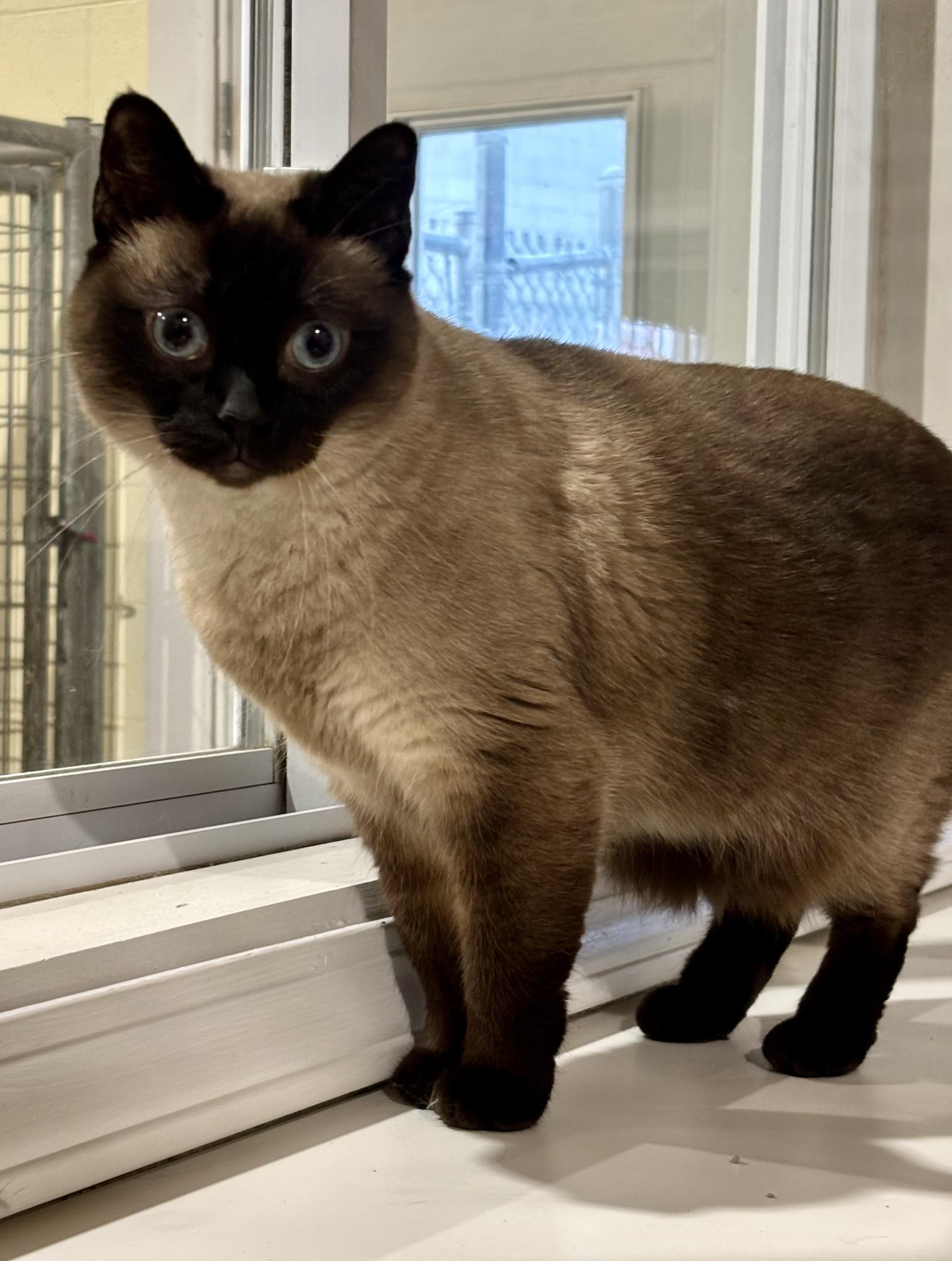 Betty, ADOPTABLE, Adult Female Siamese.