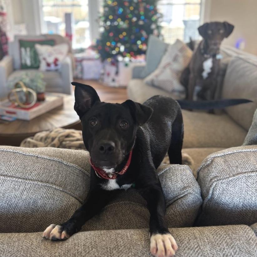 Chloe, Adoptable, Young Female Mixed Breed.