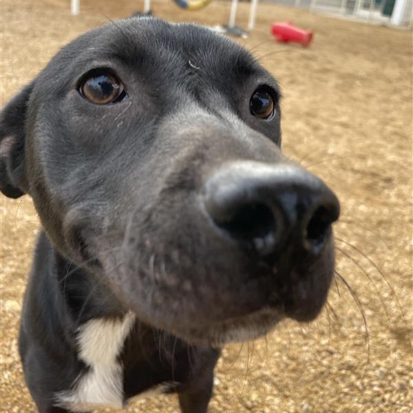 Chloe, a Adoptable Mixed Breed in Bentonville, AR image 2/6