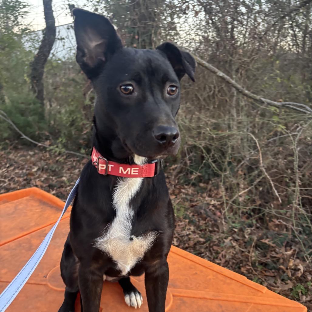 Chloe, a Adoptable Mixed Breed in Bentonville, AR image 4/6