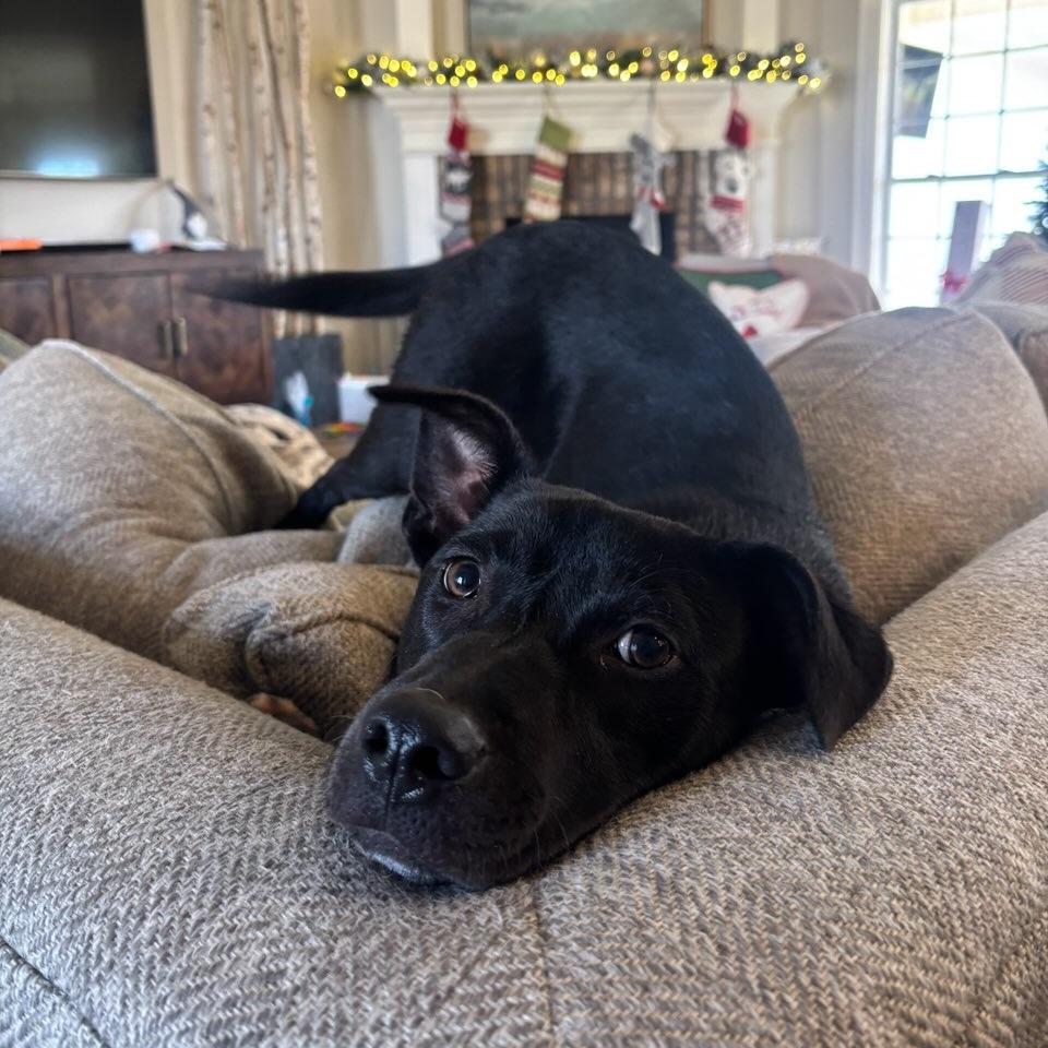 Chloe, a Adoptable Mixed Breed in Bentonville, AR image 6/6