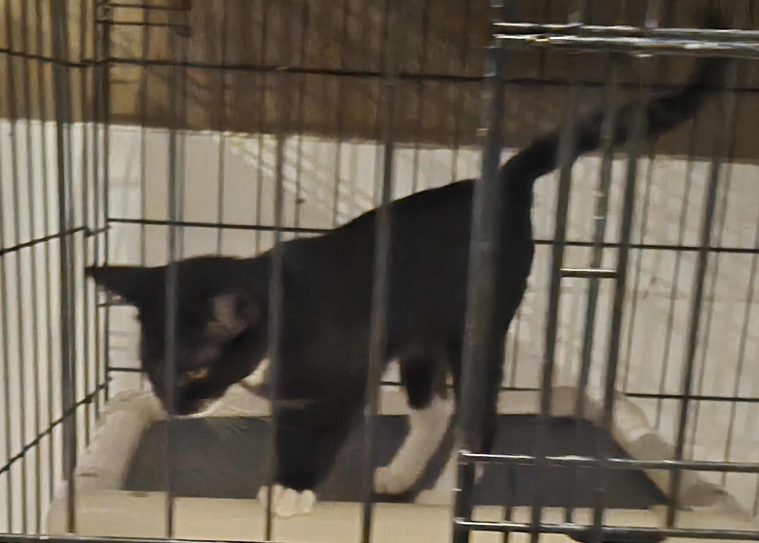 Enlarge Boscoe, a Adoptable Domestic Short Hair in Greeley, CO image 2/3