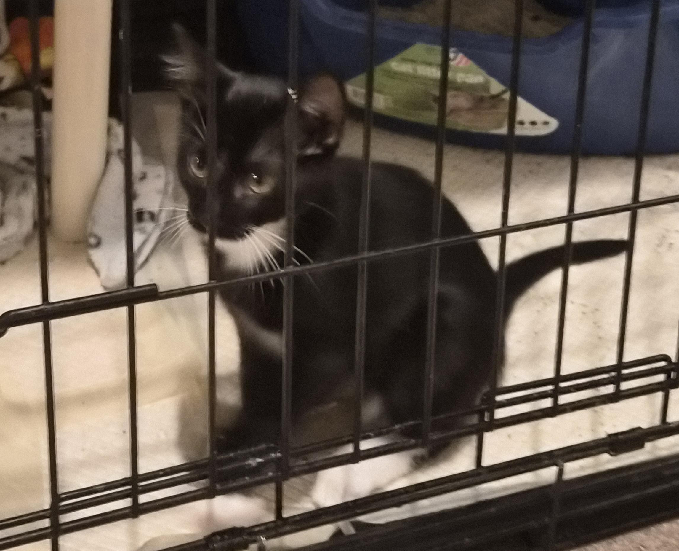 Boscoe, Adoptable, Kitten Male Domestic Short Hair.