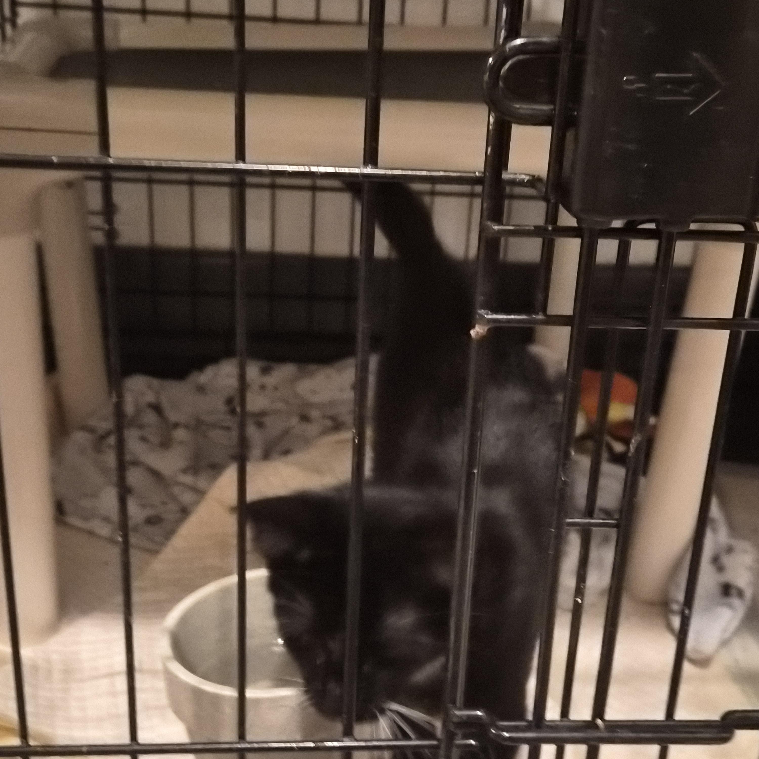 Enlarge Boscoe, a Adoptable Domestic Short Hair in Greeley, CO image 3/3