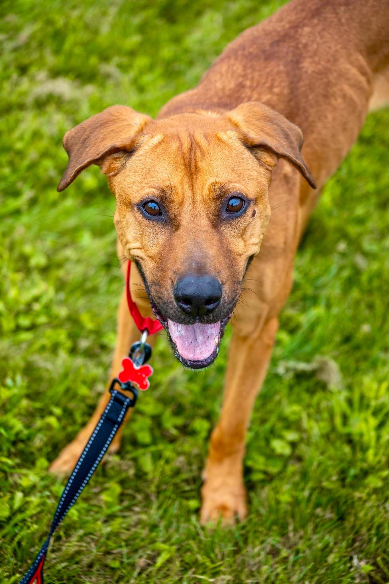 Enlarge Zelda, a Adoptable mixed breed in Valparaiso, IN image 1/4