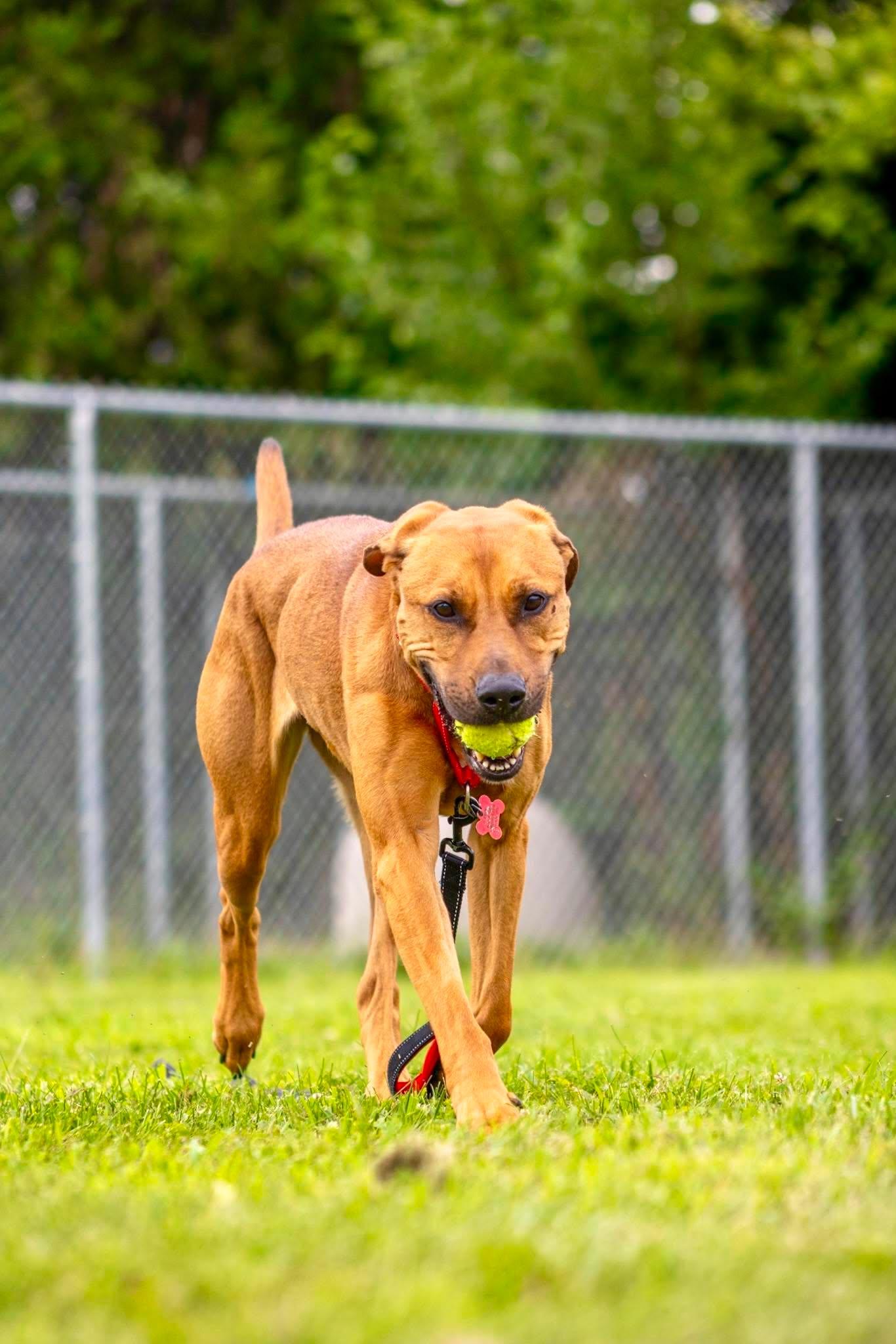 Enlarge Zelda, a Adoptable mixed breed in Valparaiso, IN image 2/4