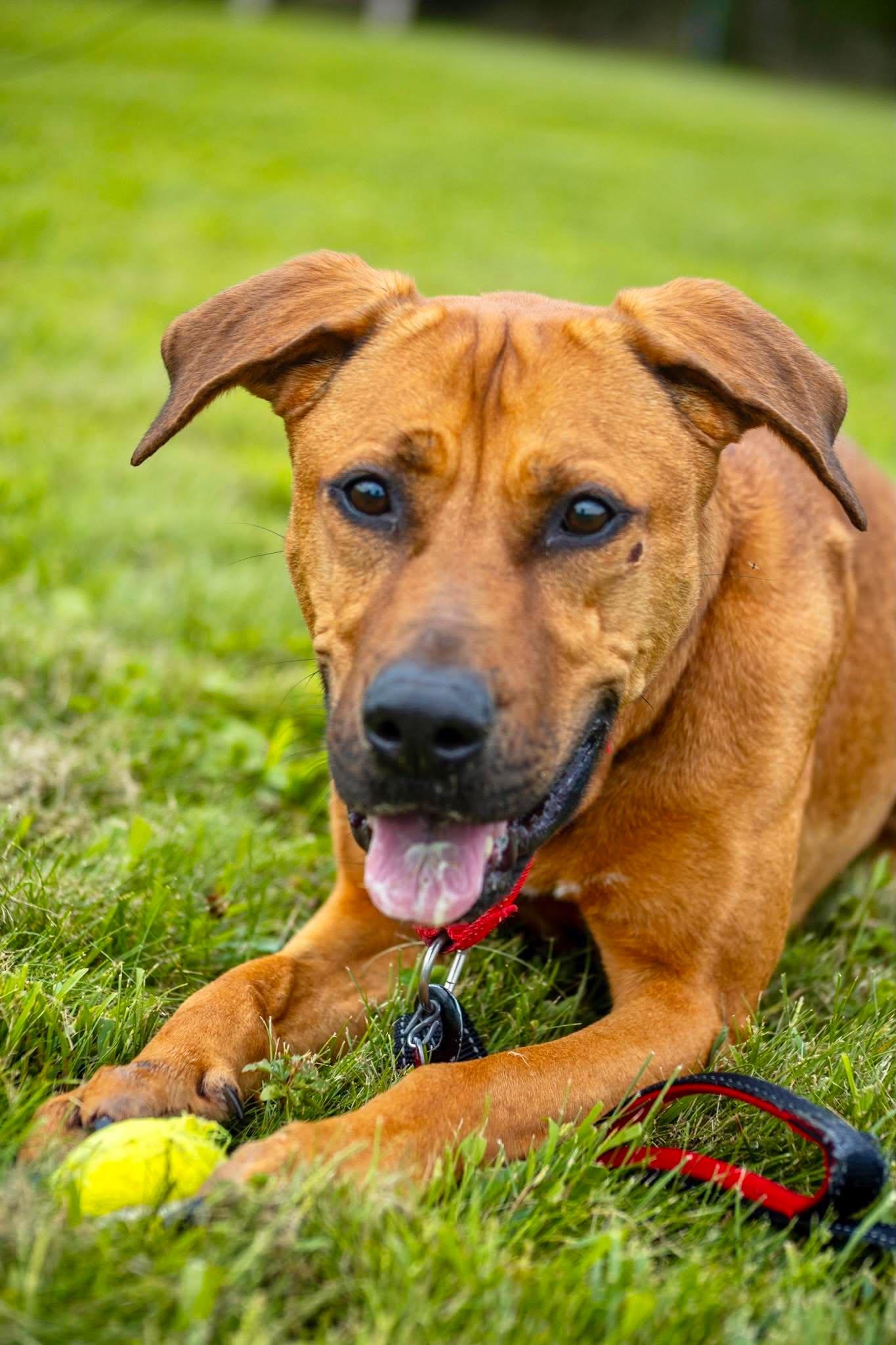 Enlarge Zelda, a Adoptable mixed breed in Valparaiso, IN image 3/4