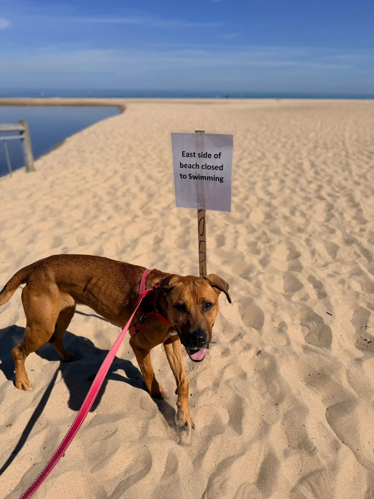 Enlarge Zelda, a Adoptable mixed breed in Valparaiso, IN image 4/4