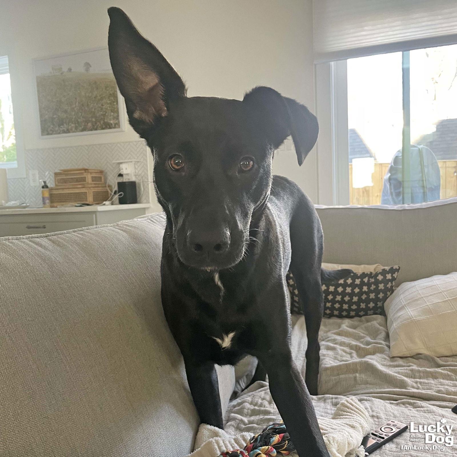 Fia, Adoptable, Puppy Female Labrador Retriever & Shepherd.