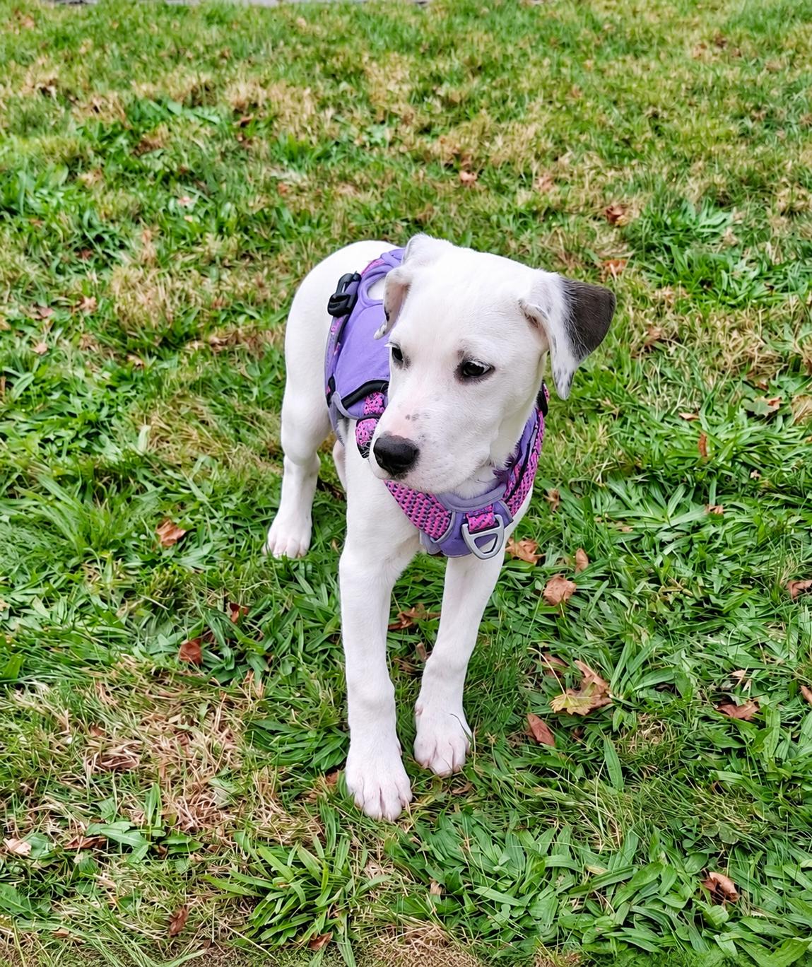Enlarge Ruby, a Adoptable mixed breed in Fairhaven, MA image 4/6