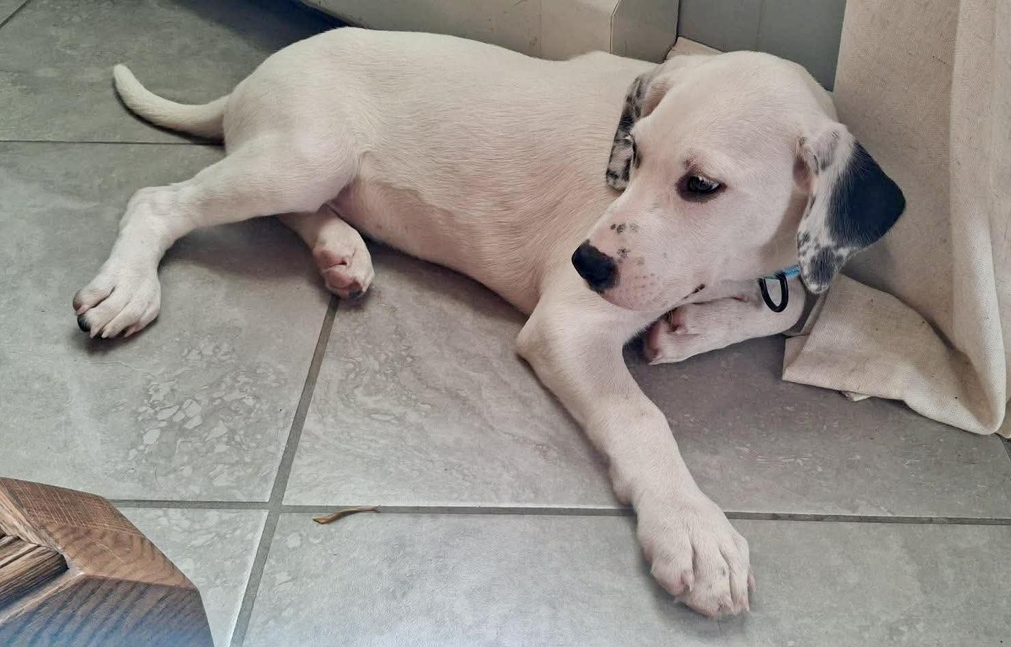 Enlarge Ruby, a Adoptable mixed breed in Fairhaven, MA image 3/6
