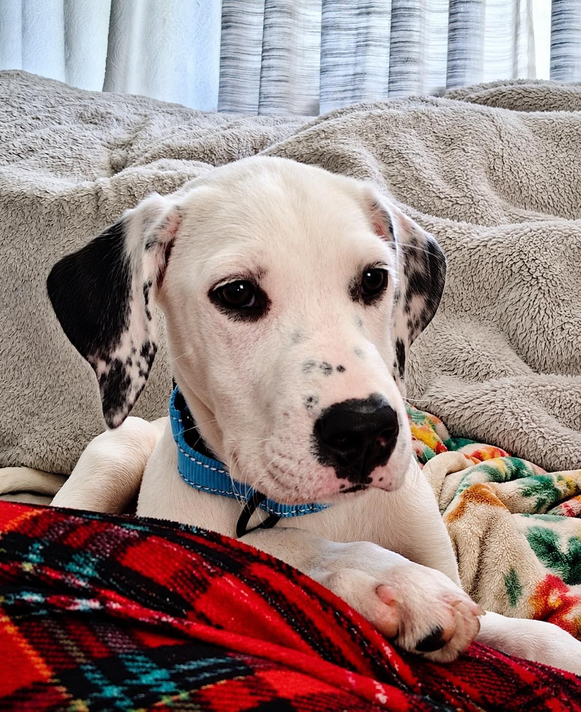 Enlarge Ruby, a Adoptable mixed breed in Fairhaven, MA image 1/6