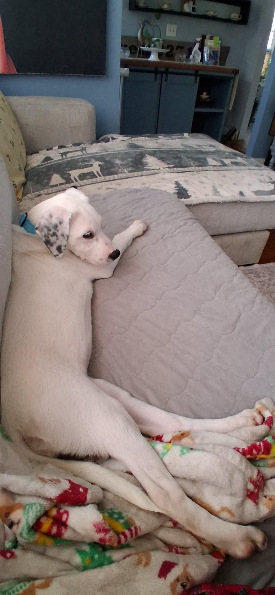 Enlarge Ruby, a Adoptable mixed breed in Fairhaven, MA image 5/6