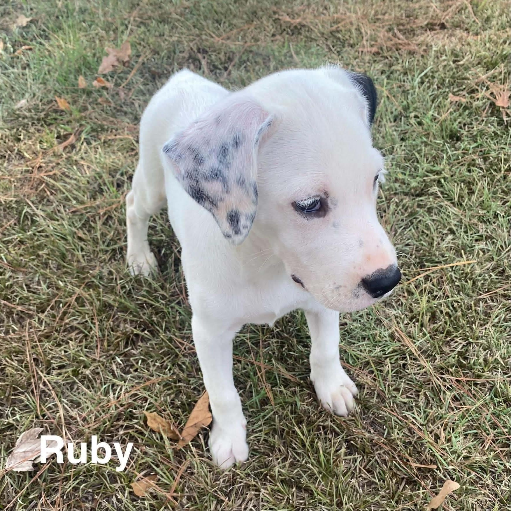 Ruby, Adoptable, Puppy Female Retriever.