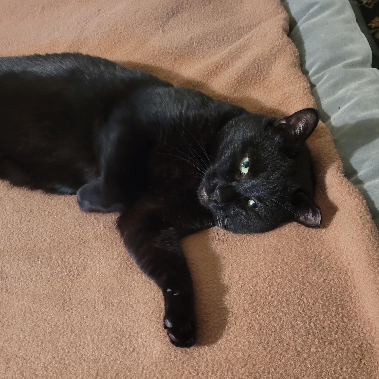 Enlarge Turbo, an adopted Domestic Short Hair in Elk Grove, CA image 2/3