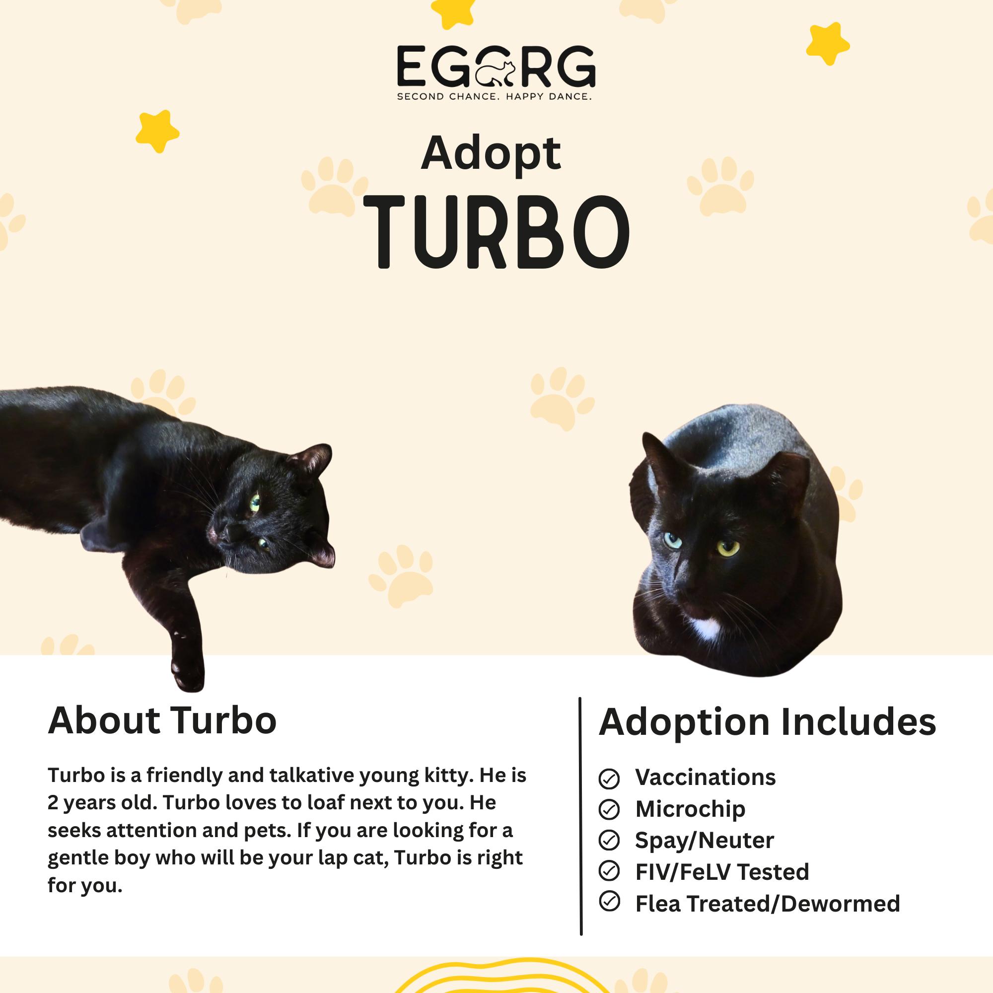 Enlarge Turbo, an adopted Domestic Short Hair in Elk Grove, CA image 3/3