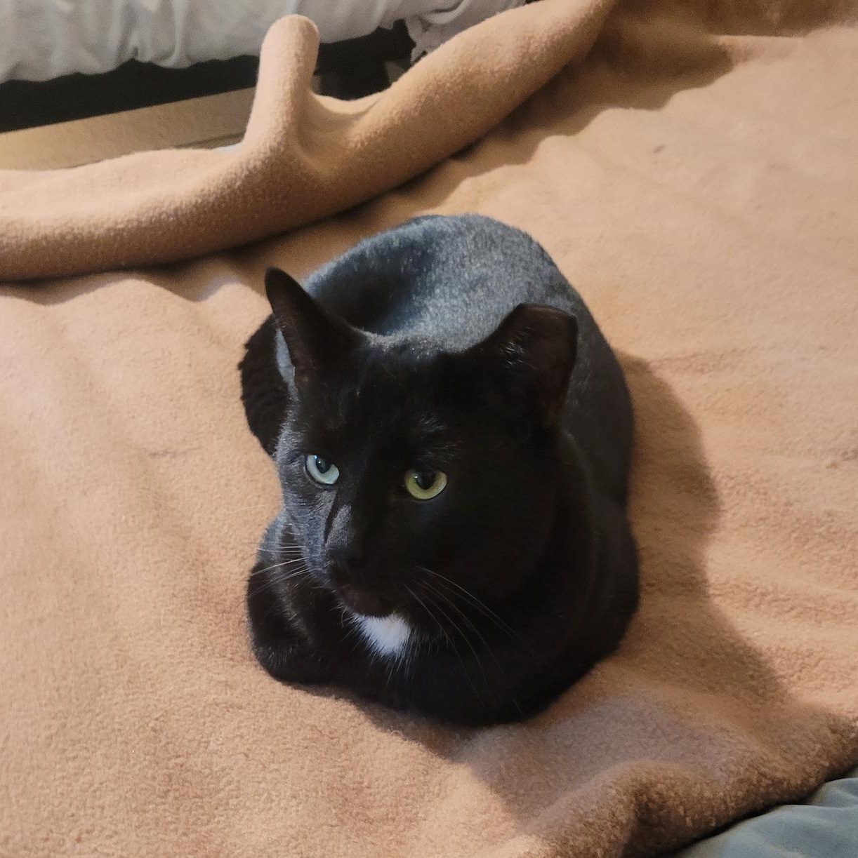 Turbo, ADOPTABLE, Young Male Domestic Short Hair.