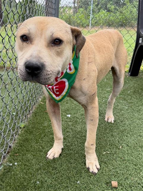 CLINT, Adoptable, Adult Male Mixed Breed.