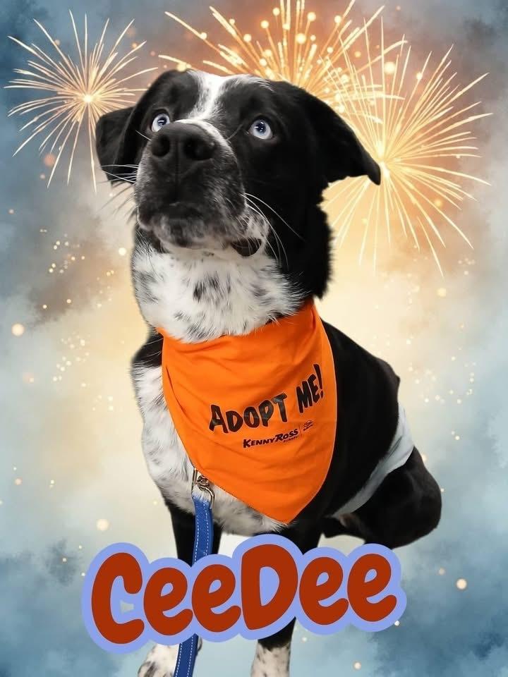 Ceedee, Adoptable, Adult Male Border Collie & Husky.