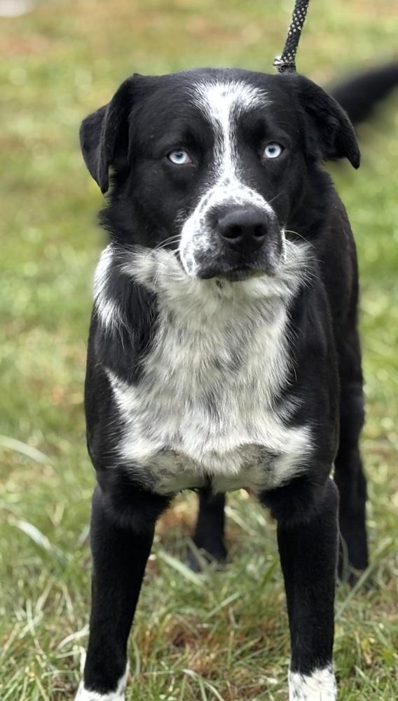 Ceedee, a Adoptable mixed breed in Irwin, PA image 2/6