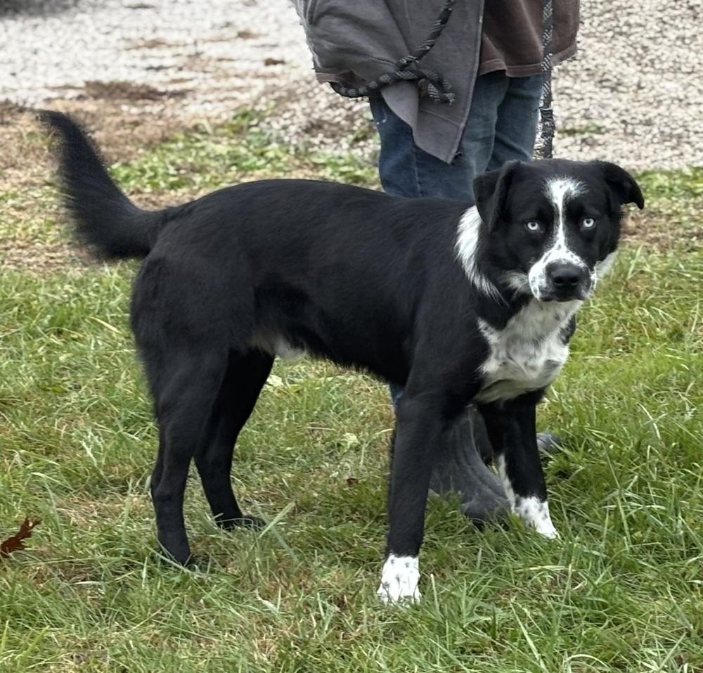 Ceedee, a Adoptable mixed breed in Irwin, PA image 3/6