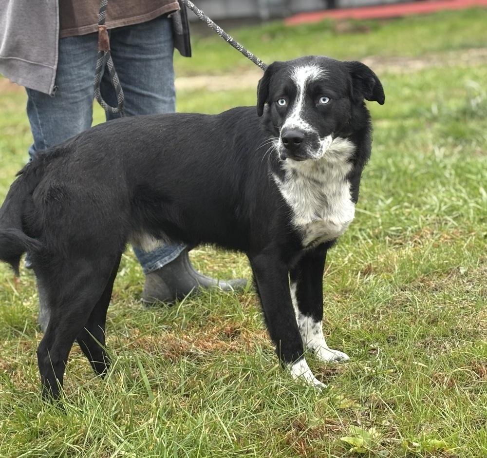 Ceedee, a Adoptable mixed breed in Irwin, PA image 4/6