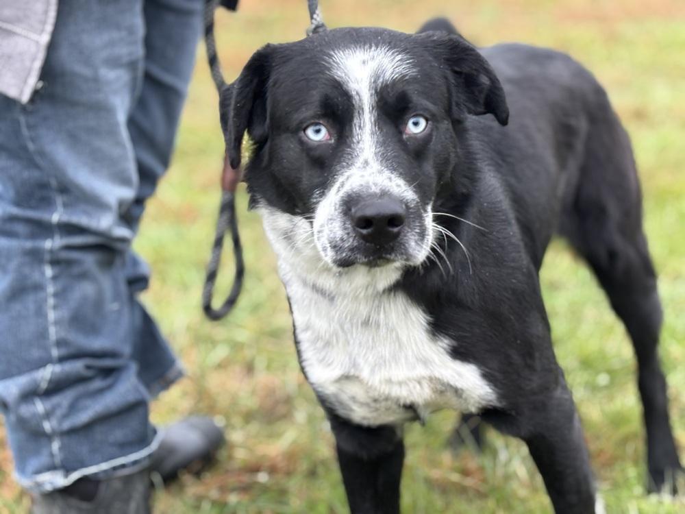 Ceedee, a Adoptable mixed breed in Irwin, PA image 5/6